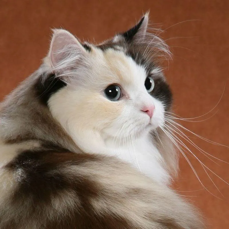 Порода рагамаффін: характеристика та опис породи кішок