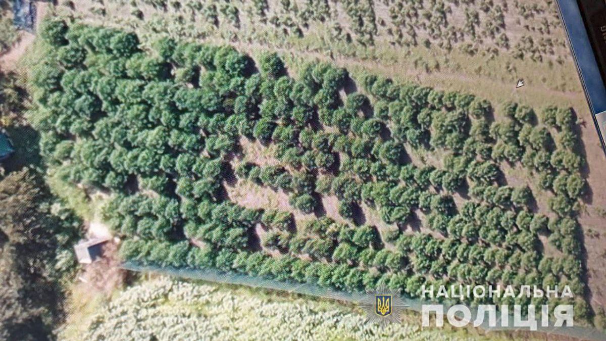 На Днепропетровщине обнаружили большую плантацию конопли: оценили в более 10 миллионов