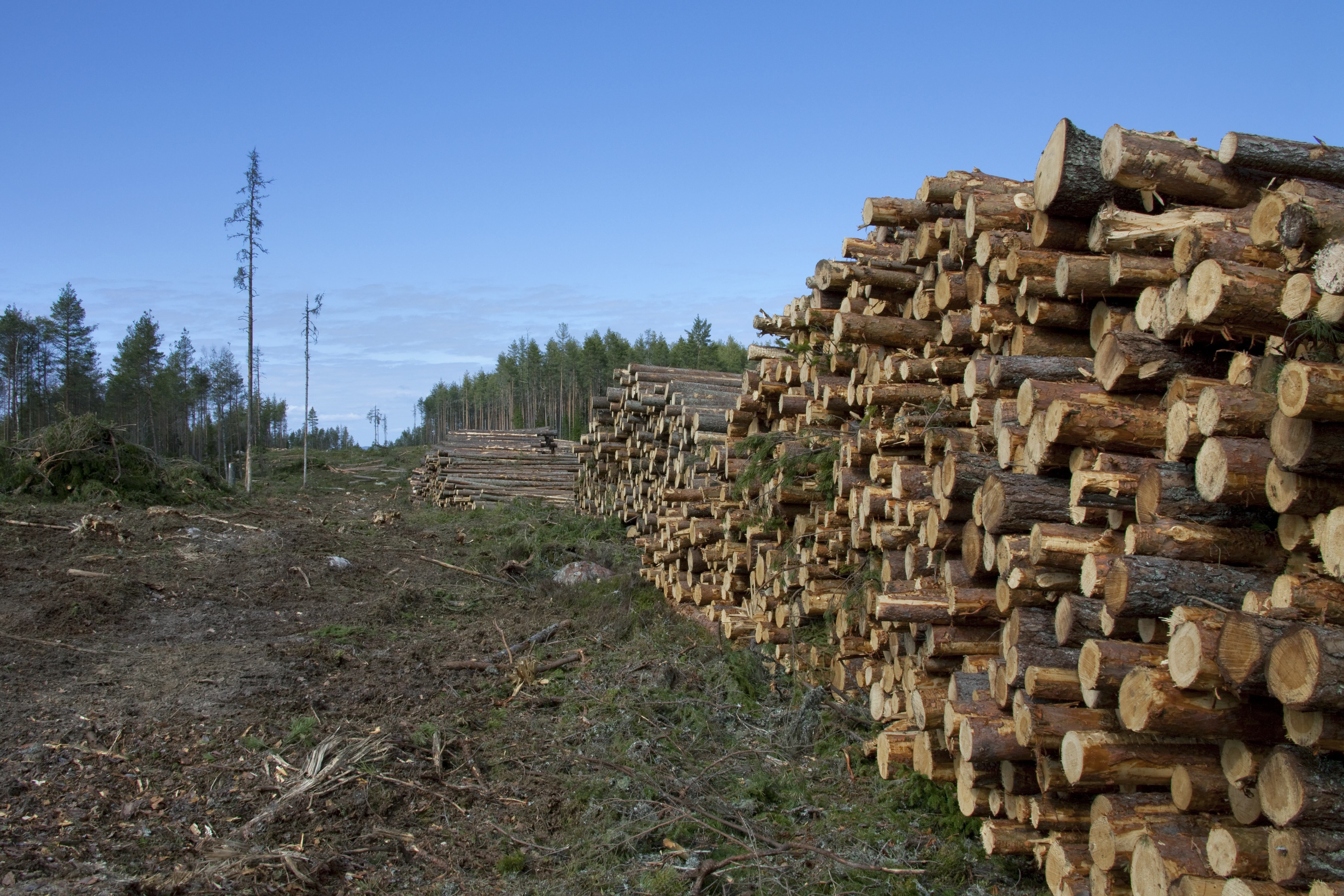 Чиновники отправляли на экспорт: на Буковине продавали лес с заповедной территории