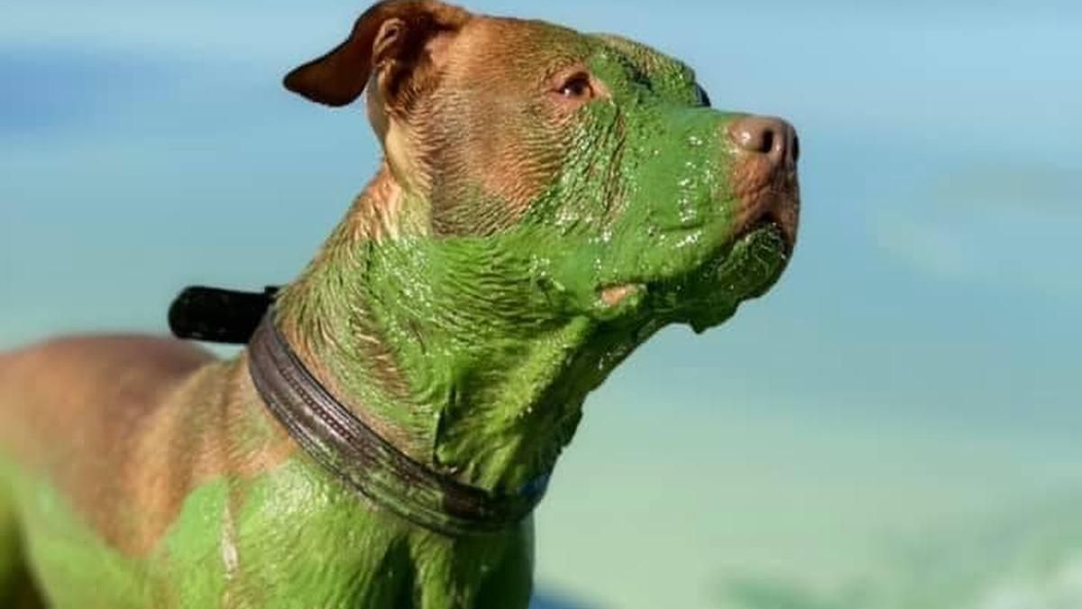 Рыжий пес искупался в Днепре и вылез полностью зеленым: ужасные фото