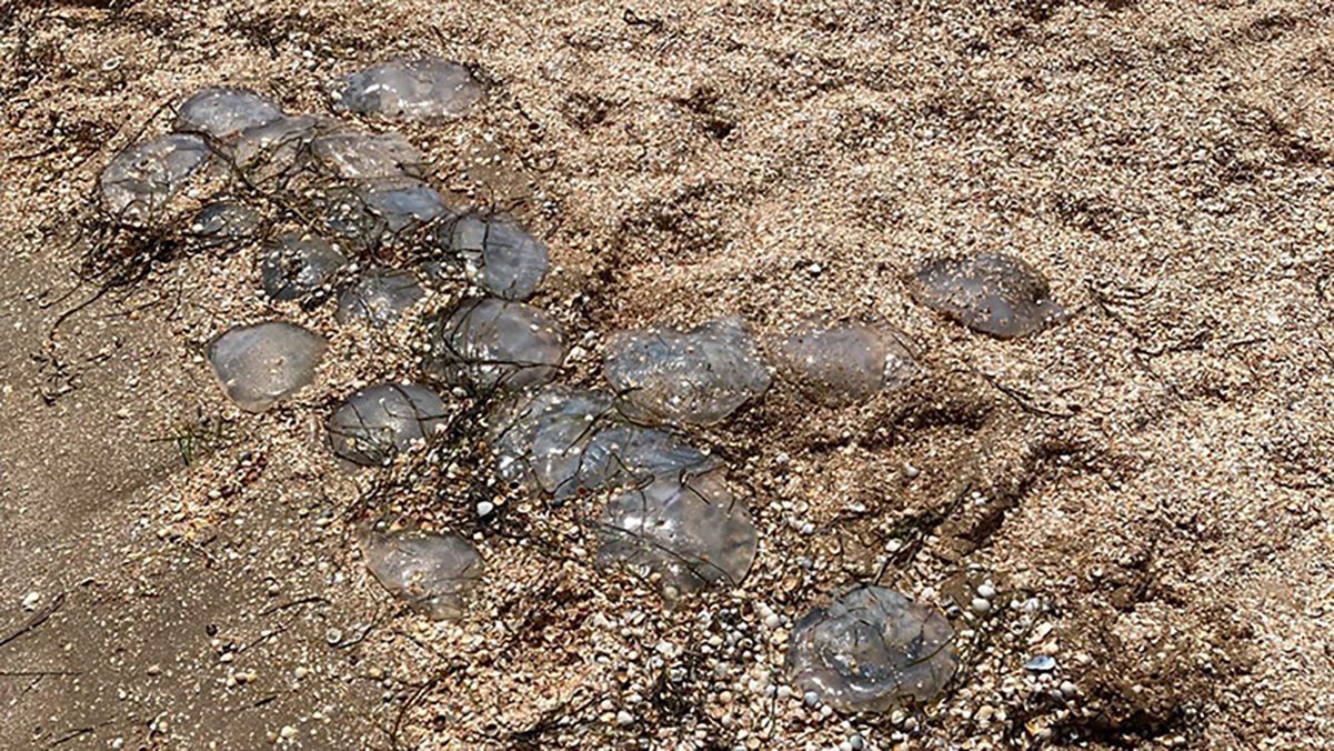 Мертвые медузы и водоросли заполонили популярный пляж на Херсонщине: шокирующие видео - Новости Херсона - 24 Канал