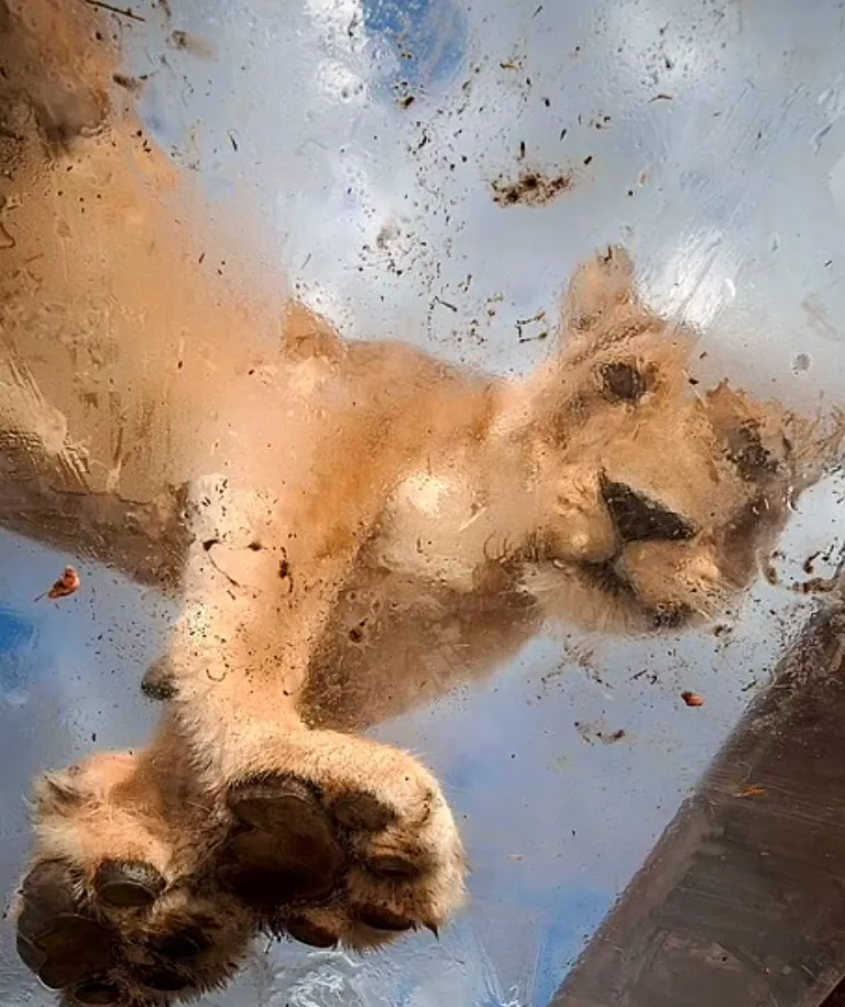 Зоопарк навпаки: у Південній Африці леви стрибають на клітку з туристами – епічні фото, відео Зоопарк навпаки: у Південній Африці леви стрибають на клітку з туристами – епічні фото, відео