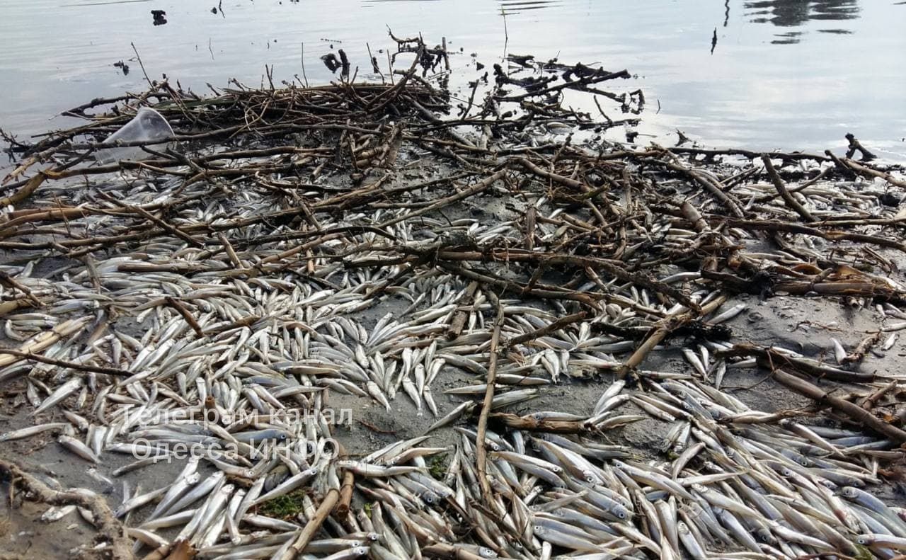 В Одесской области массово гибнет рыба: видео с места В Одесской области массово гибнет рыба: видео с места