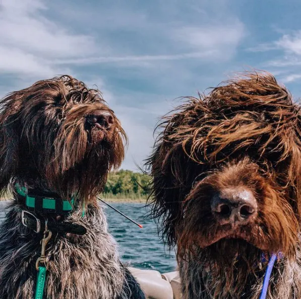 Наслаждаются последними днями лета: 10 милых фото собак на отдыхе