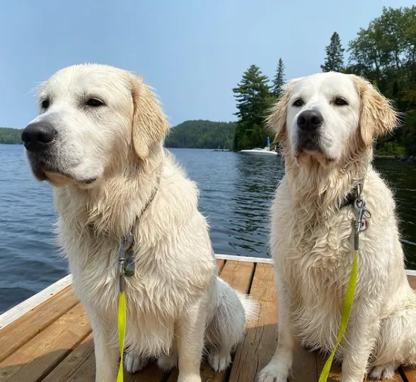Наслаждаются последними днями лета: 10 милых фото собак на отдыхе