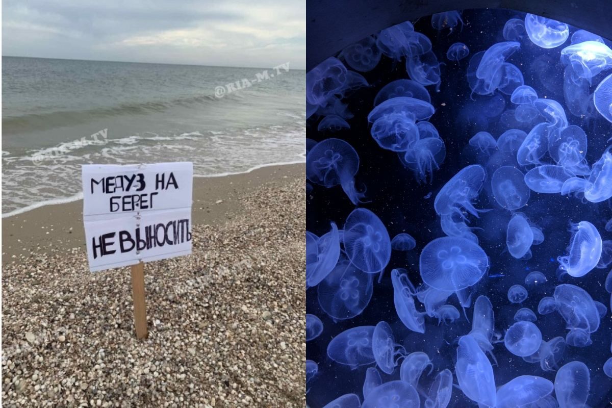 У курортній Кирилівці туристам заборонили виносити медуз на берег: з чим це пов'язано - Новини Запоріжжя - 24 Канал