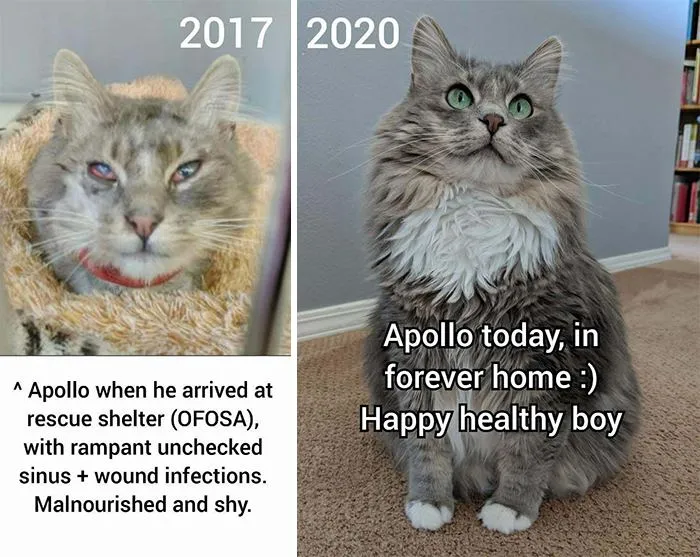 Аполло Аполло