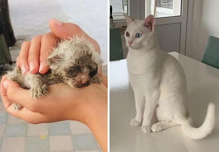 Біле кошеня Біле кошеня