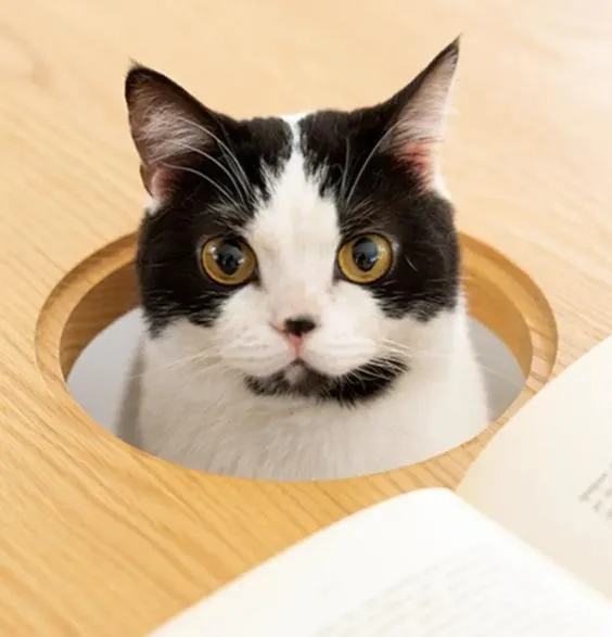Щоб обідати разом з улюбленцем: в Японії розробили стіл з отвором для кота