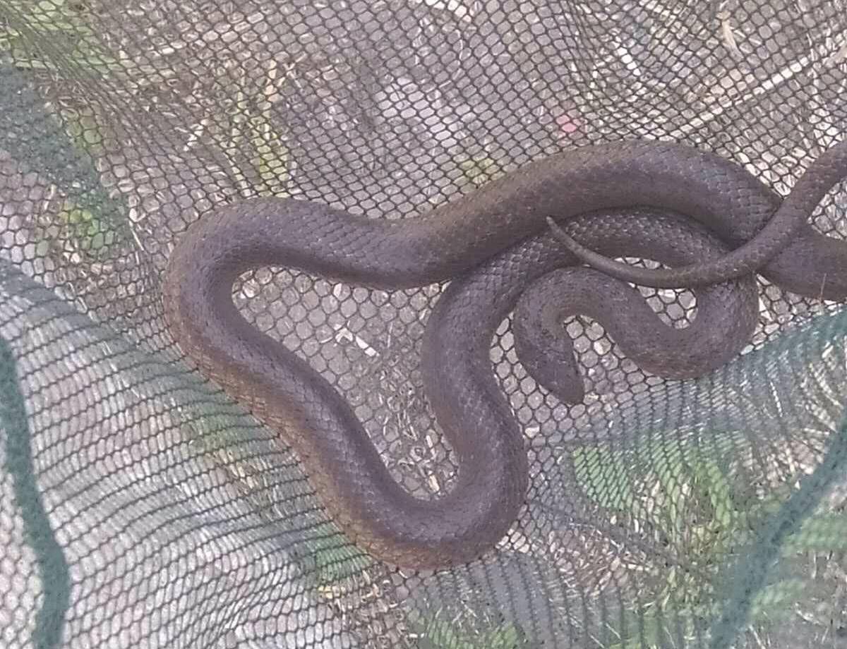 Упала прямо с дверей: змея залезла в дачный дом в Днепропетровской области Упала прямо с дверей: змея залезла в дачный дом в Днепропетровской области