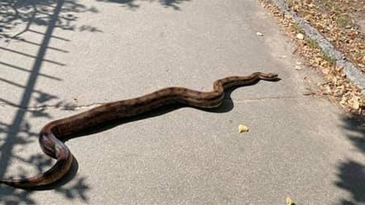 В Киеве нашли огромного удава, сбежавшего от хозяйки В Киеве нашли огромного удава, сбежавшего от хозяйки