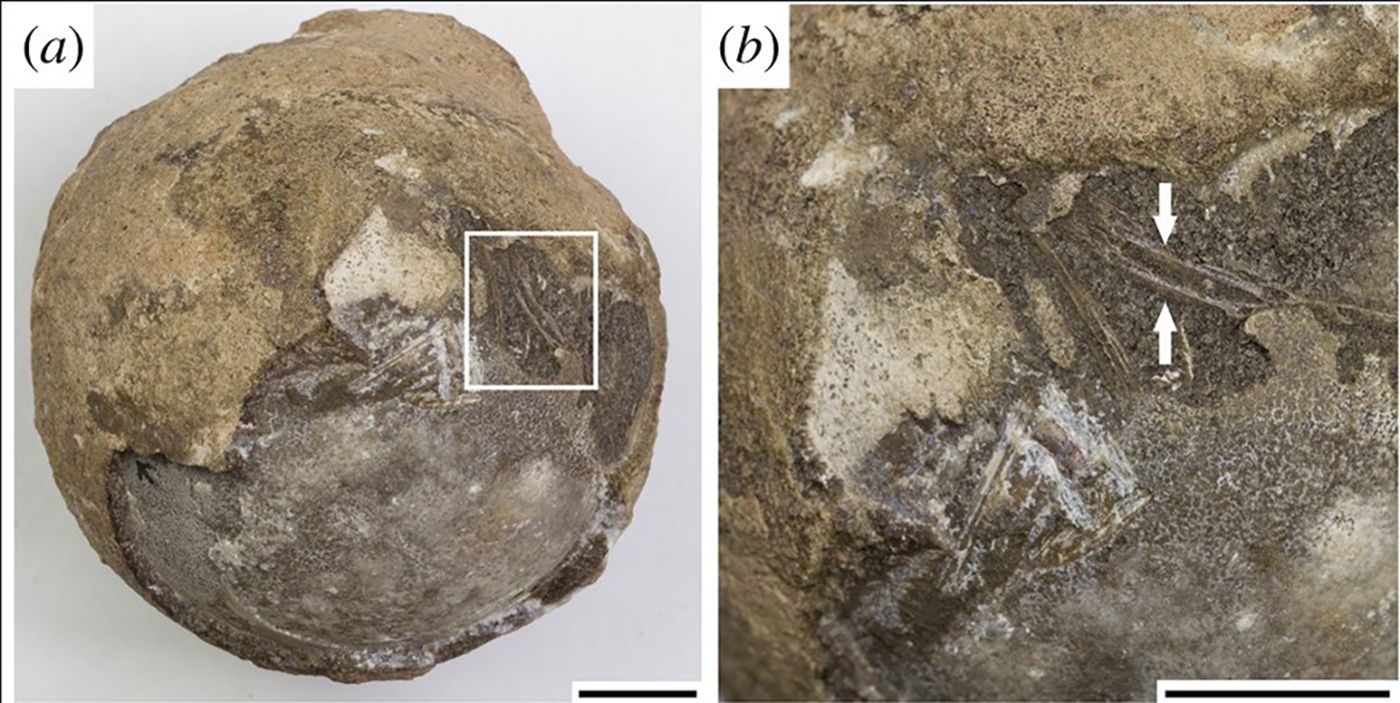 Ученые нашли эмбрион черепахи возрастом более 70 миллионов лет Ученые нашли эмбрион черепахи возрастом более 70 миллионов лет