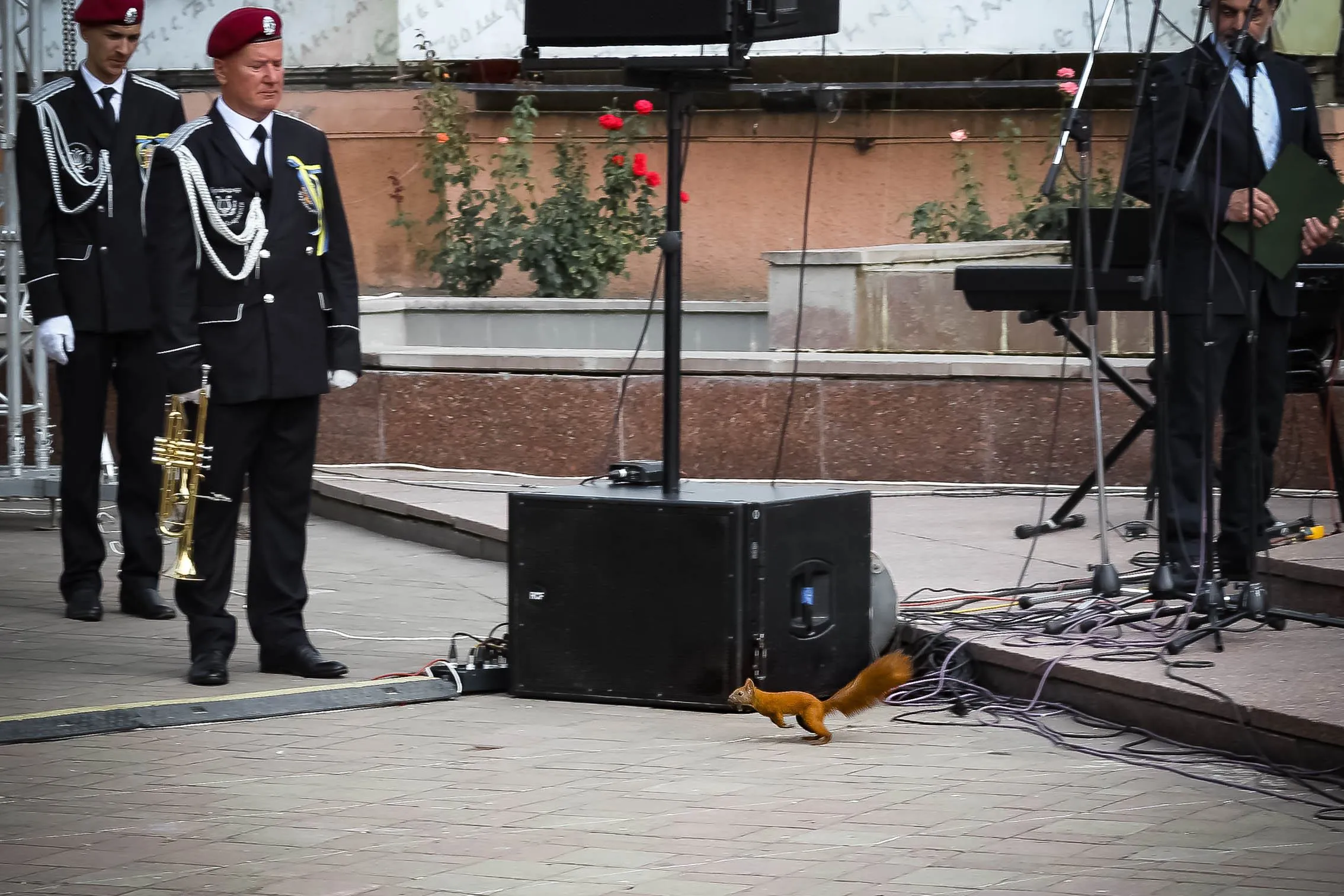 Белочка в Черновцах Белочка в Черновцах