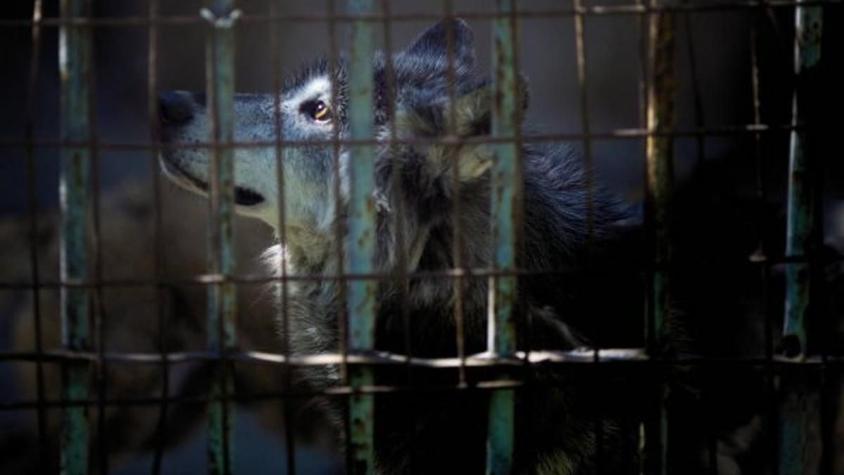 На Оболоні у Києві жінка тримала вовків, лисиць, борсука та 8 стафів - Новини Києва - Київ На Оболоні у Києві жінка тримала вовків, лисиць, борсука та 8 стафів - Новини Києва - Київ