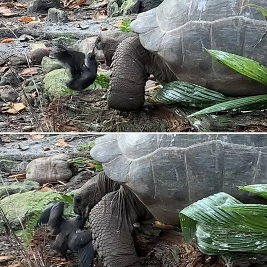 Ймовірно, черепахи звикли їсти пташенят