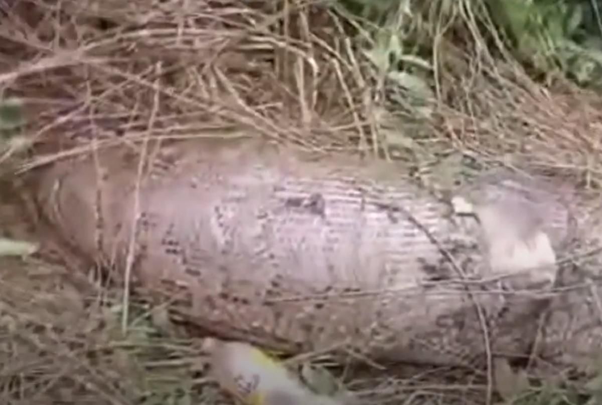 Не рассчитал масштабы: питон полностью проглотил корову – и лопнул Не рассчитал масштабы: питон полностью проглотил корову – и лопнул