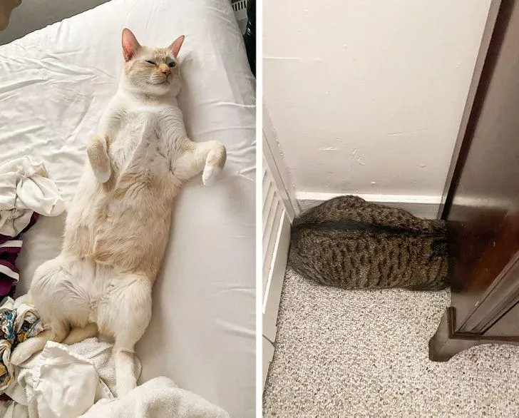 Один коти повністю розслаблений, інший – вмостився у найпотаємнішому куточку Один коти повністю розслаблений, інший – вмостився у найпотаємнішому куточку