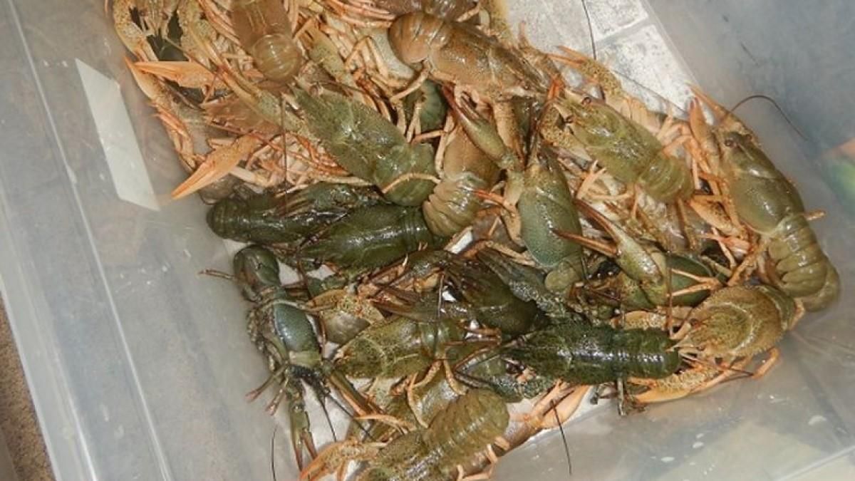 В украинцев в Польше изъяли живых раков