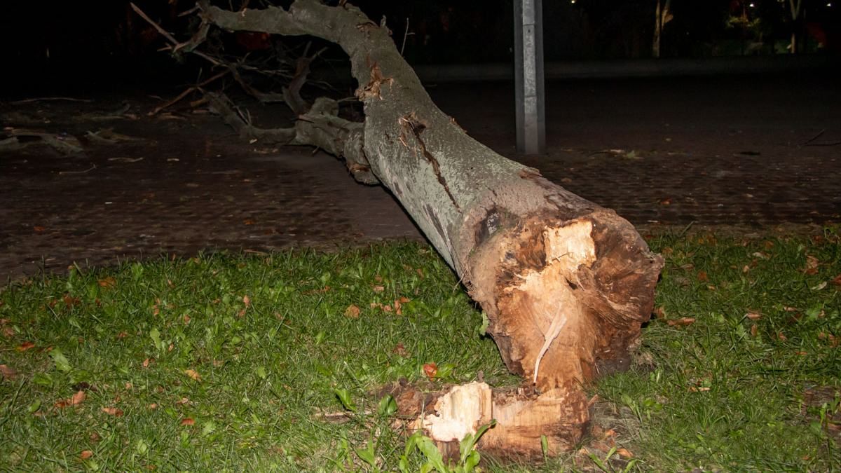Трагічне падіння дерева на чоловіка в Дніпрі: як все пояснили чиновники - Україна новини - 24 Канал