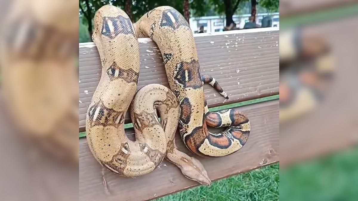 Гигантский удав ползал возле детской площадки в Днепре: видео "прогулки" змеи