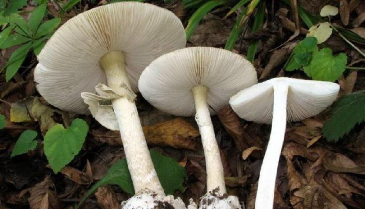 На Львовщине от отравления грибами умерла женщина: врачи 6 дней боролись за ее жизнь На Львовщине от отравления грибами умерла женщина: врачи 6 дней боролись за ее жизнь