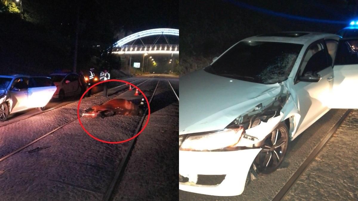 В Харькове прямо на дороге погибла лошадь: фото и видео с места происшествия