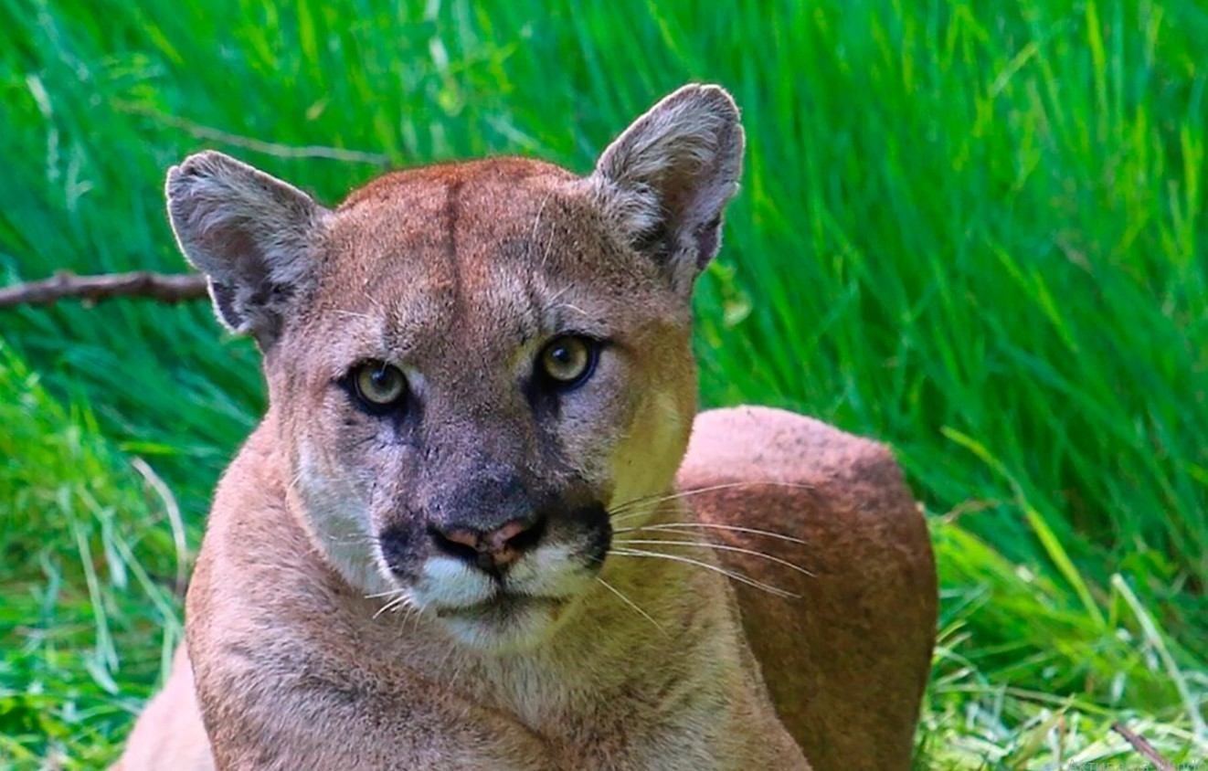 Била хищника руками: в США мать спасла 5-летнего сына от горного льва Била хищника руками: в США мать спасла 5-летнего сына от горного льва