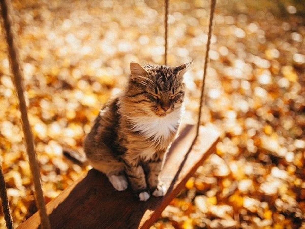 Якою буде осінь 2021 в Україні: прогноз погоди синоптиків Якою буде осінь 2021 в Україні: прогноз погоди синоптиків