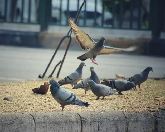 голуби голуби