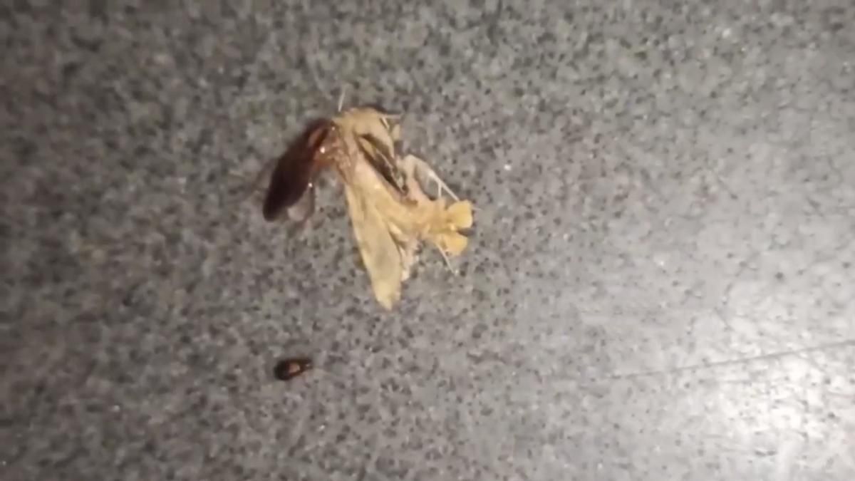 Таргани окупували потяг Одеса – Харків: лазять навіть по людях – моторошне відео пасажирів - Свіжі новини Харкова - 24 Канал Таргани окупували потяг Одеса – Харків: лазять навіть по людях – моторошне відео пасажирів - Свіжі новини Харкова - 24 Канал