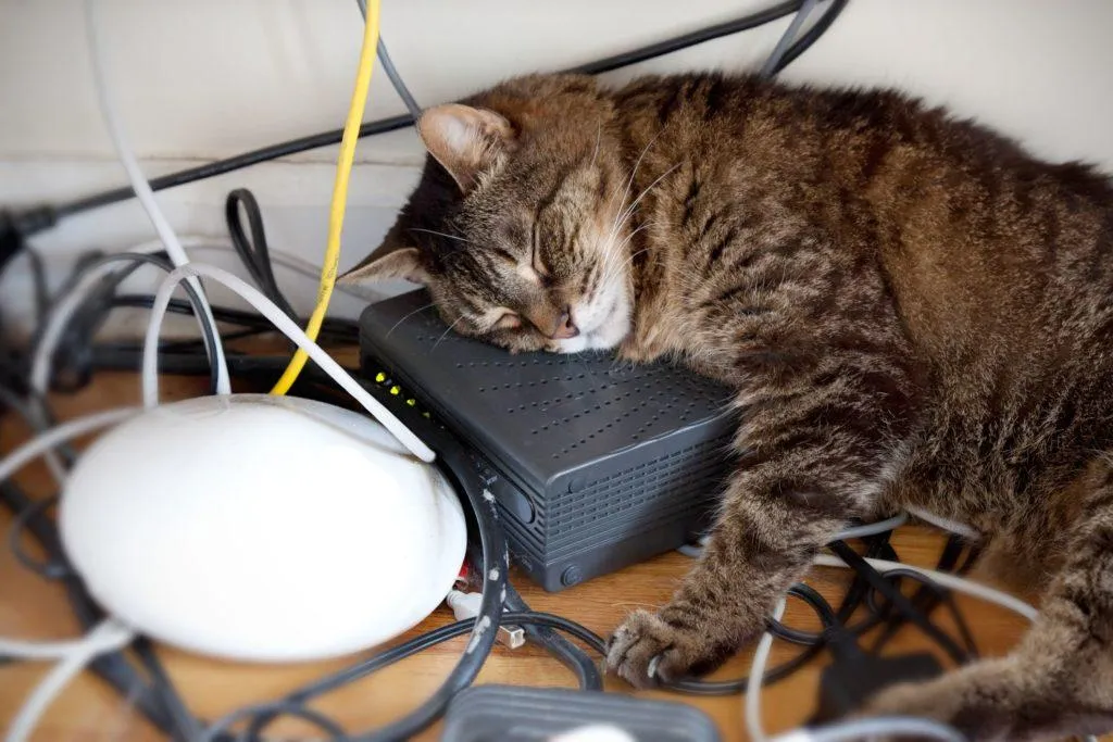 Чому коти гризуть кабелі і дроти та як цьому запобігти - Pets
