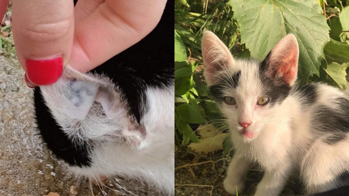 В Херсоне бездомной кошке набили нацистскую татуировку: возмутительные фото