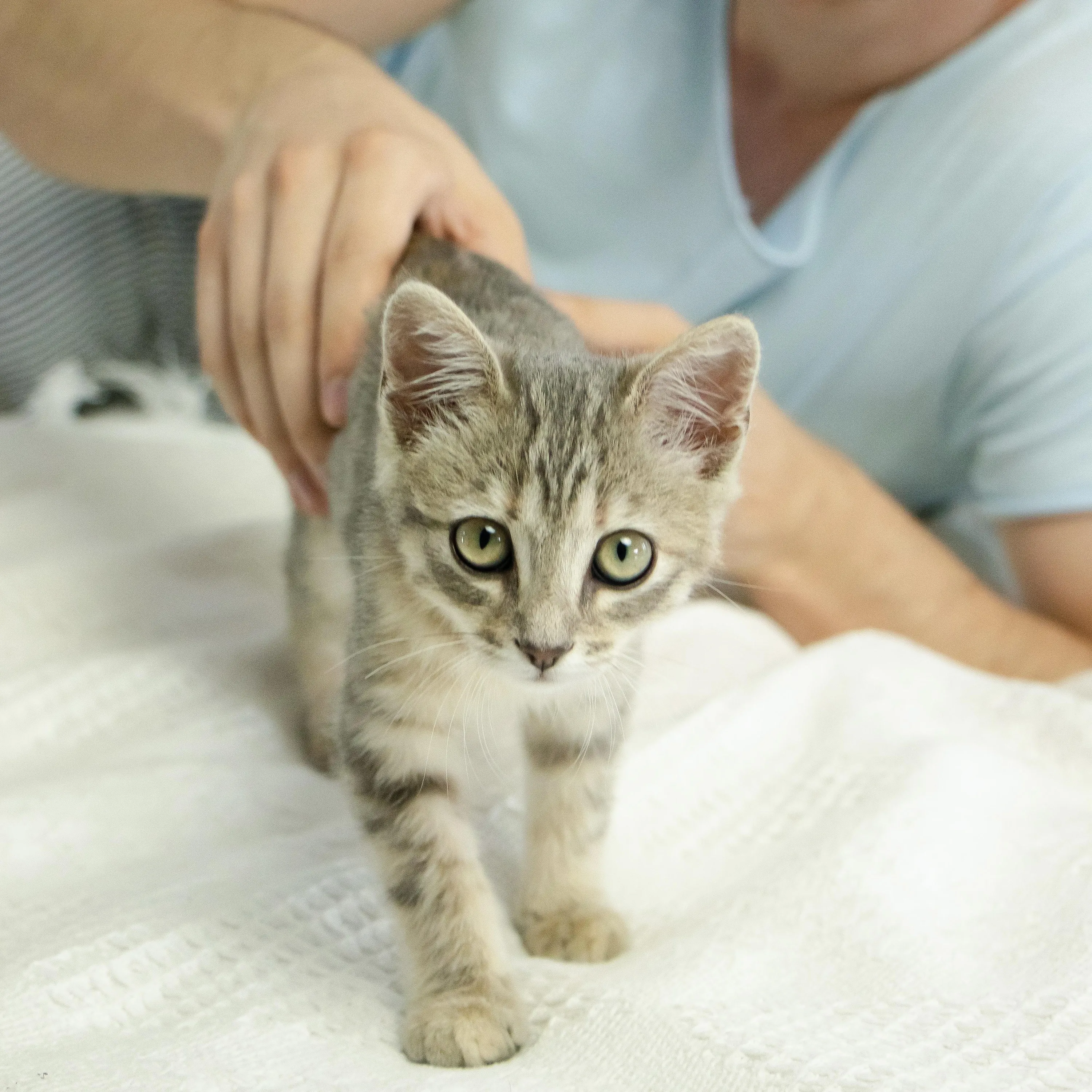 Как правильно ухаживать за домашними любимцами / Фото PurinaЯк правильно ухаживать за домашними любимцами