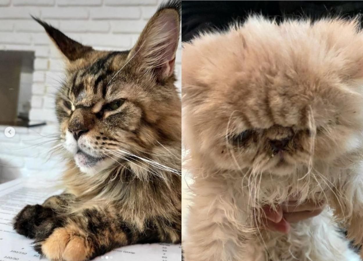 Пекло для тварин, – відвідувачку львівського Cat Cafe вразив стан котів у закладі - Новини Львова - Львів Пекло для тварин, – відвідувачку львівського Cat Cafe вразив стан котів у закладі - Новини Львова - Львів