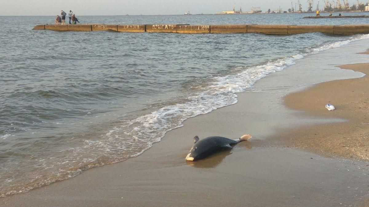 Возле берегов Нидерландов обнаружили десятки мертвых дельфинов