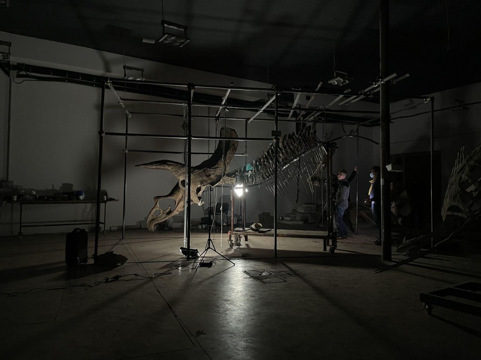 На парижском аукционе продадут крупнейший в мире скелет трицератопса На парижском аукционе продадут крупнейший в мире скелет трицератопса