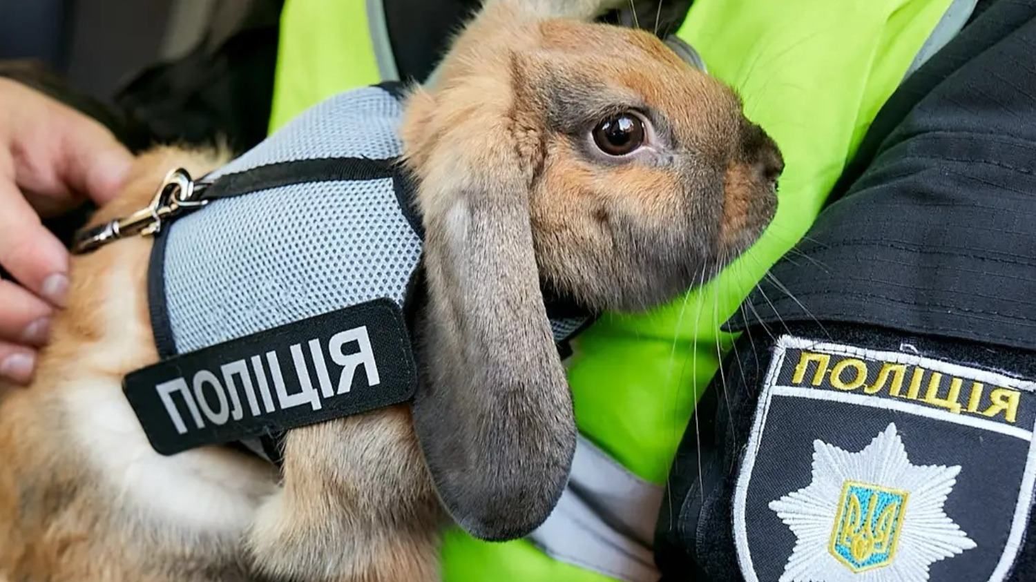 Кролик-поліцейський завів сторінку в інстаграм: які фото та відео опублікував - Новини Дніпра - Pets