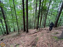 Пошел за грибами и исчез: на Буковине 9 дней ищут мужчину