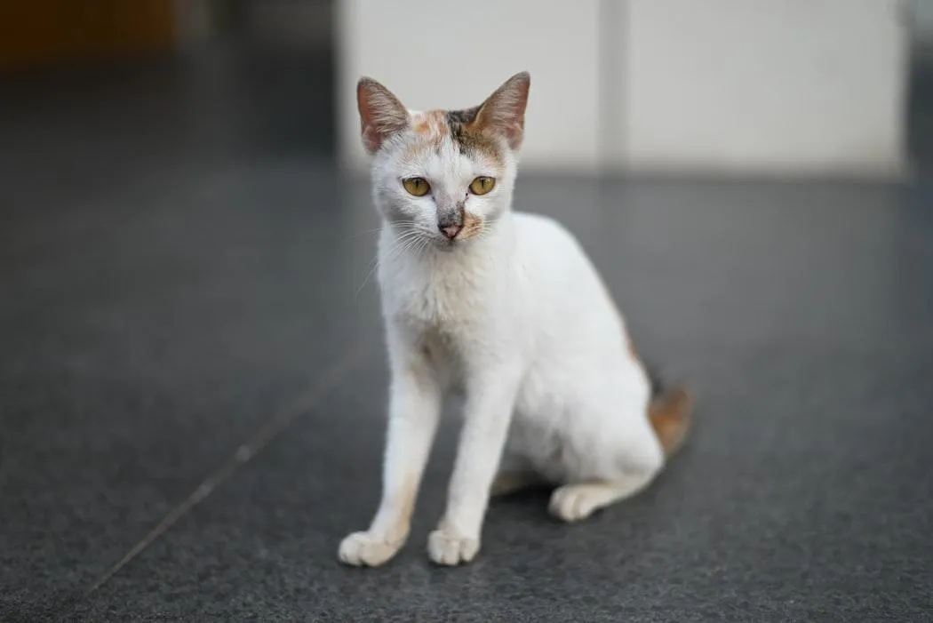 Чого бояться коти Чого бояться коти