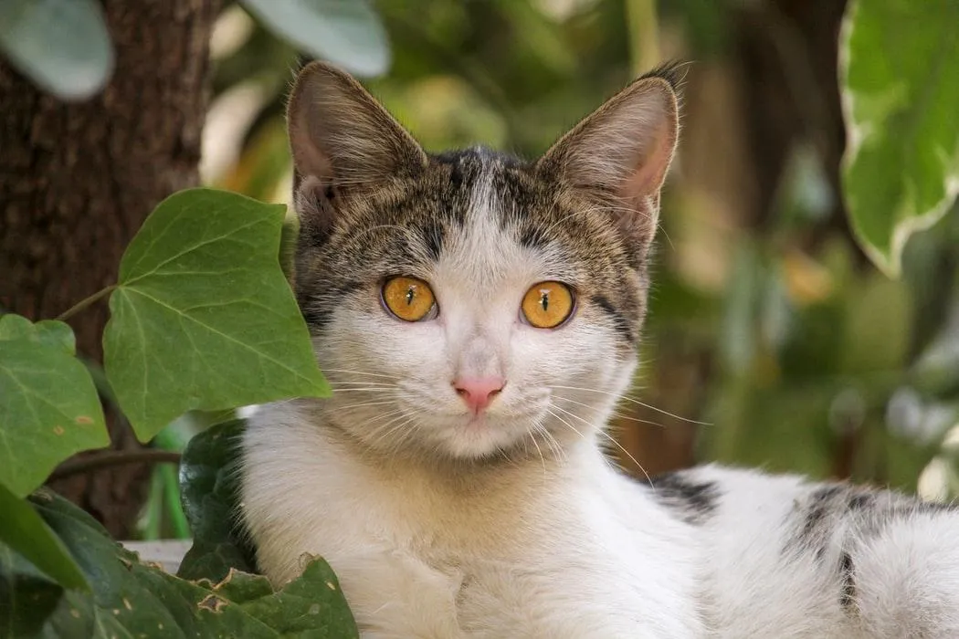 Чого бояться коти Чого бояться коти