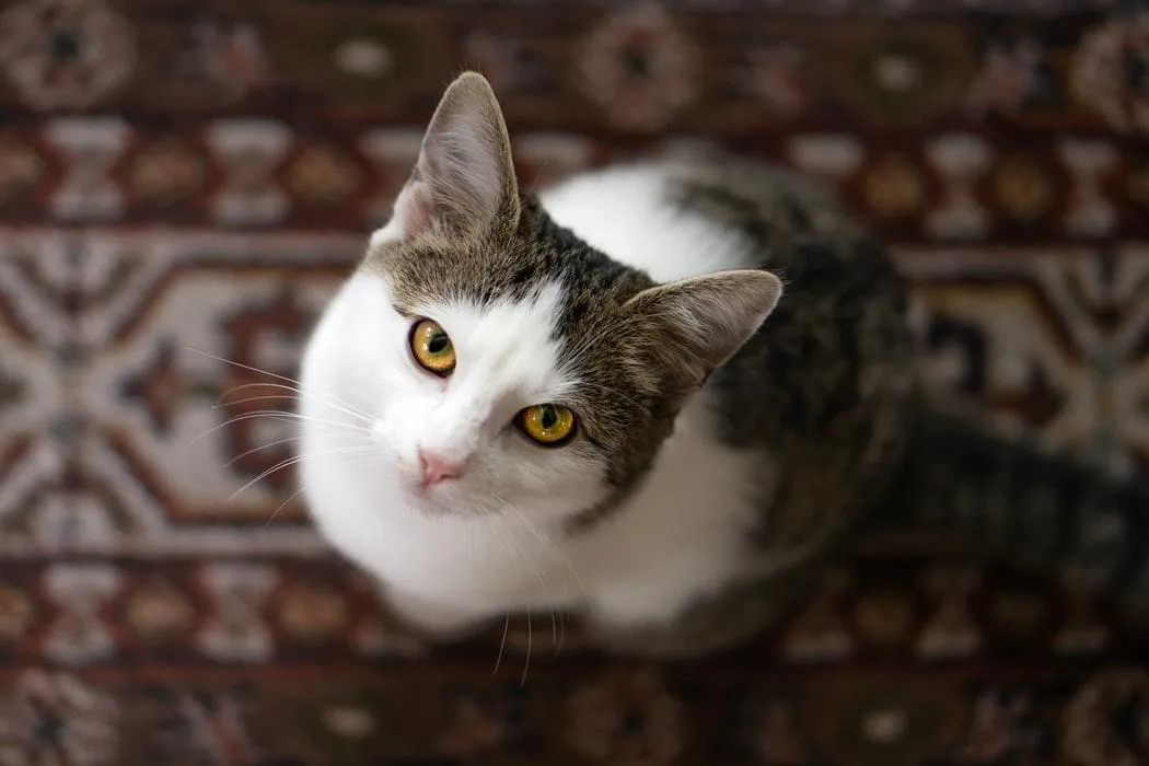 Чого бояться коти Чого бояться коти