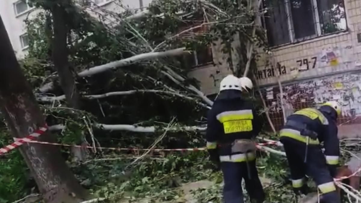 Розбило вікна та застрягло: у Дніпрі на будинок впало дерево - Україна новини - 24 Канал