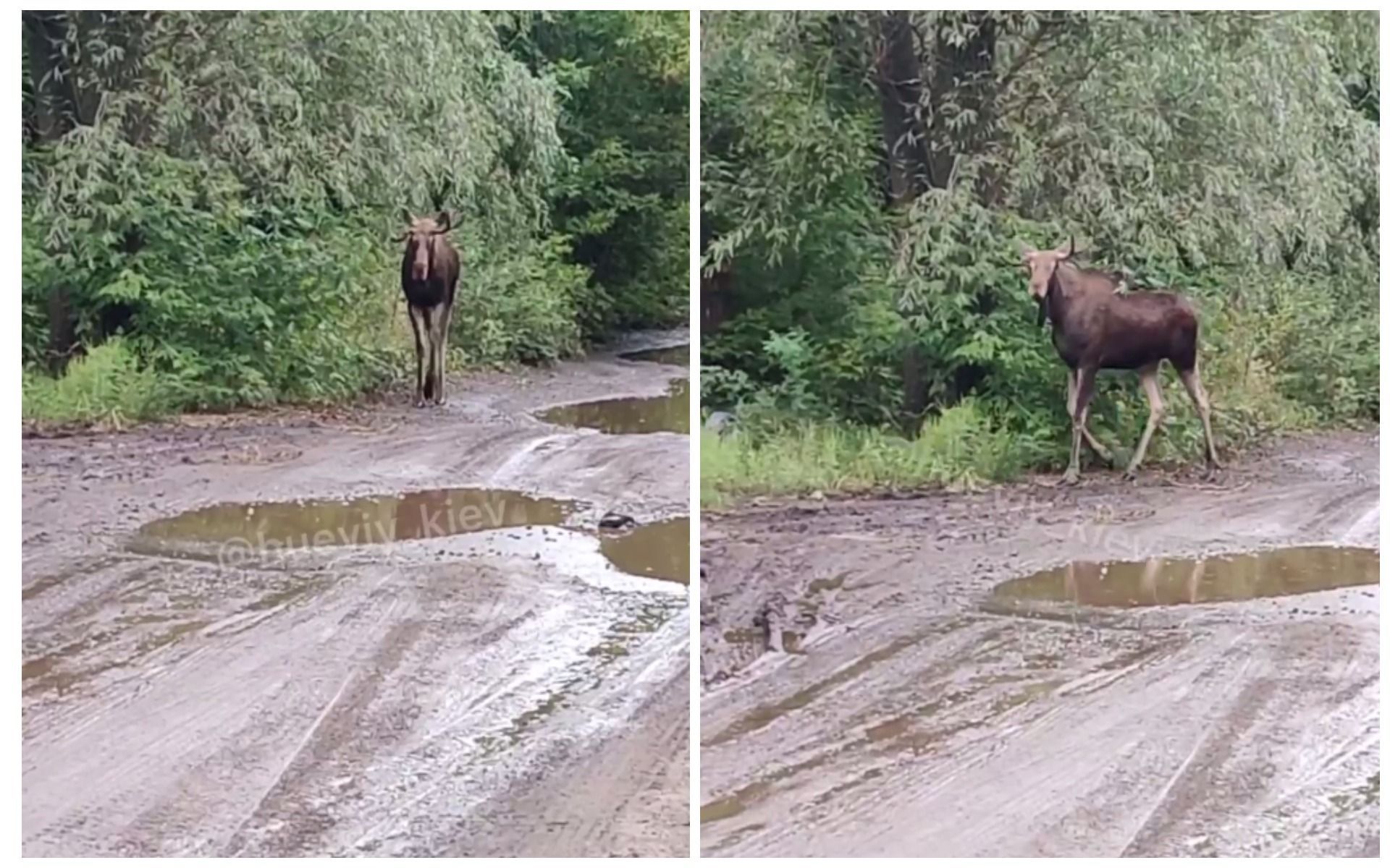 "Он на меня идет, мне страшно": в Киеве возле станции метро прохожие встретили лося "Он на меня идет, мне страшно": в Киеве возле станции метро прохожие встретили лося