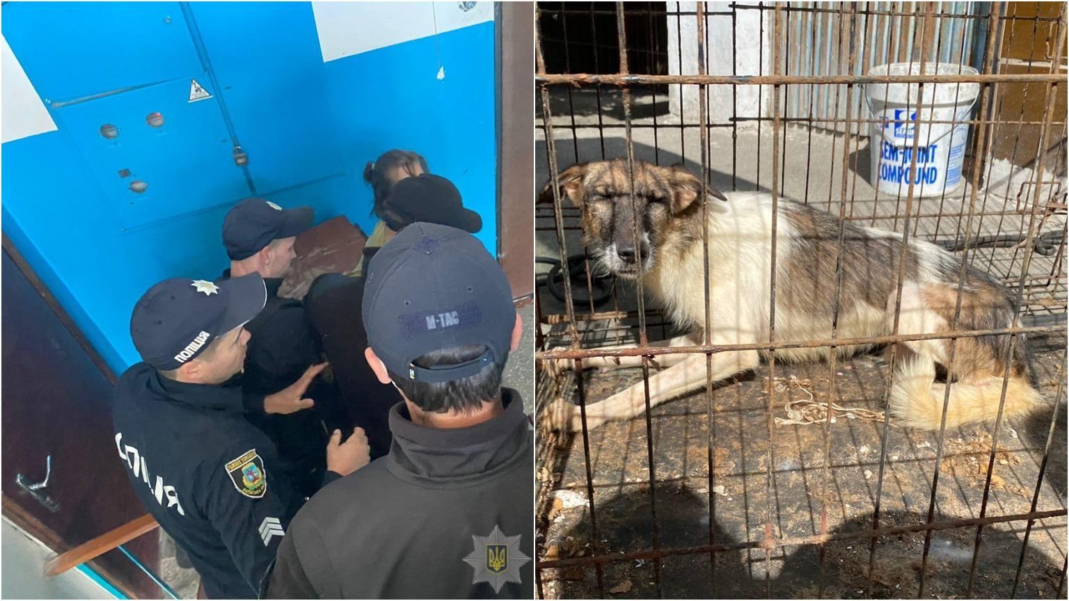 Подпольный приют: на Киевщине женщина держала в квартире 41 собаку и 28 кошек