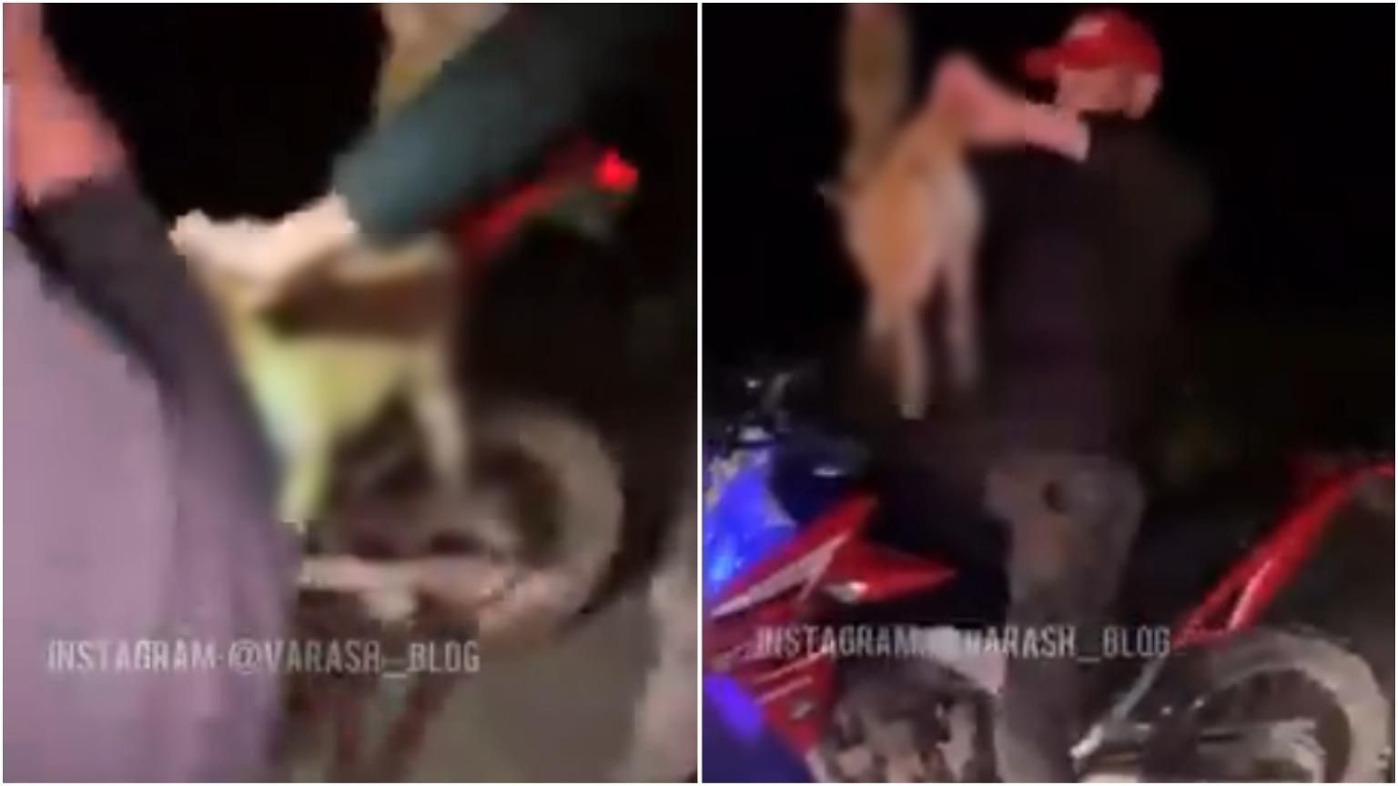 В заповеднике на Ровненщине молодой человек сбил лису и издевался над трупом В заповеднике на Ровненщине молодой человек сбил лису и издевался над трупом