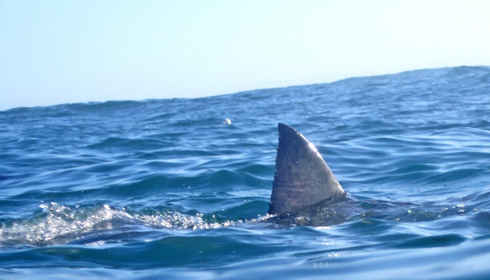 В Австралії акула напала на серфера: чоловік загинув - 24 Канал