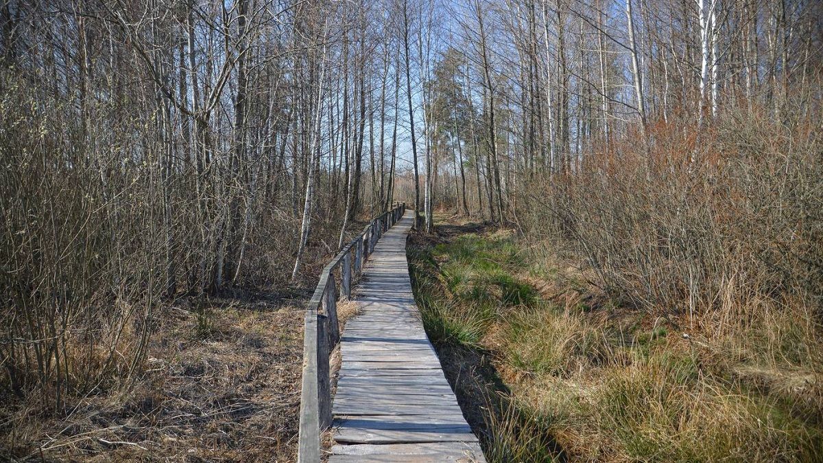 Жителі Рівненщини зможуть 2 місяці ходити в Білорусь по гриби та ягоди - Новини Рівного - 24 Канал