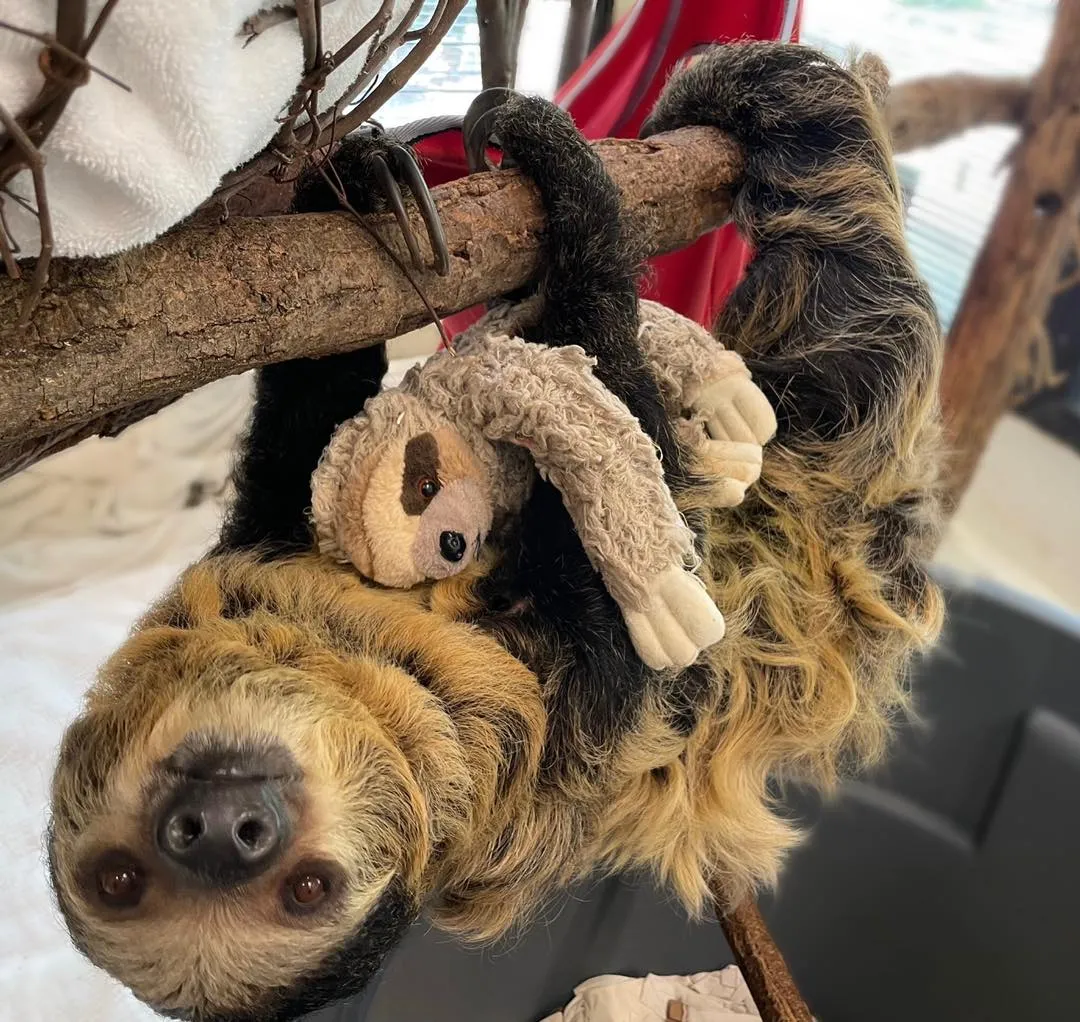 Вагітній лінивиці подарували м'яку іграшку: наймиліше фото дня
