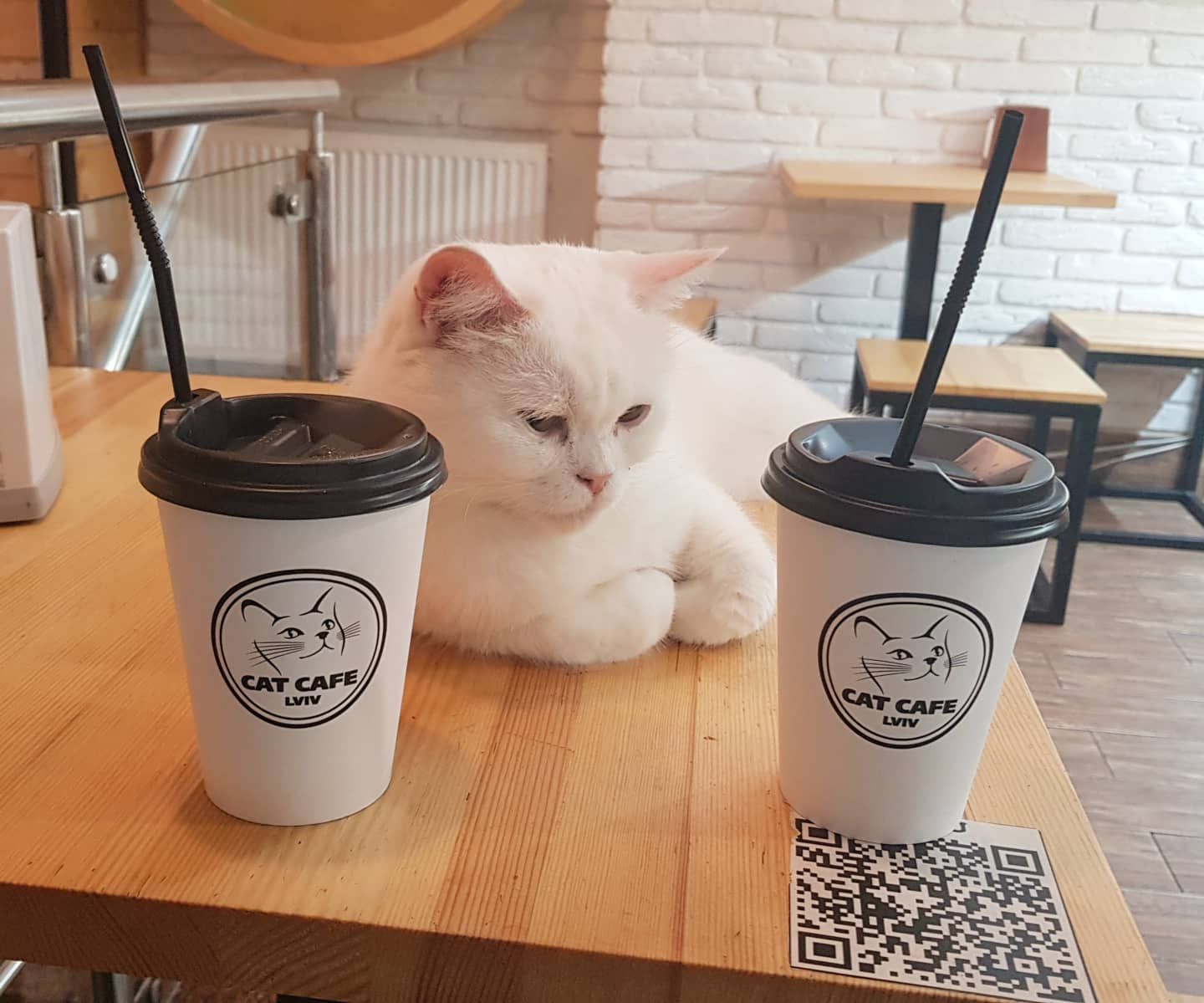 У Львові Cat Cafe звинуватили у жорстокому поводженні з тваринами: що кажуть у закладі - Новини Львова сьогодні - Львів