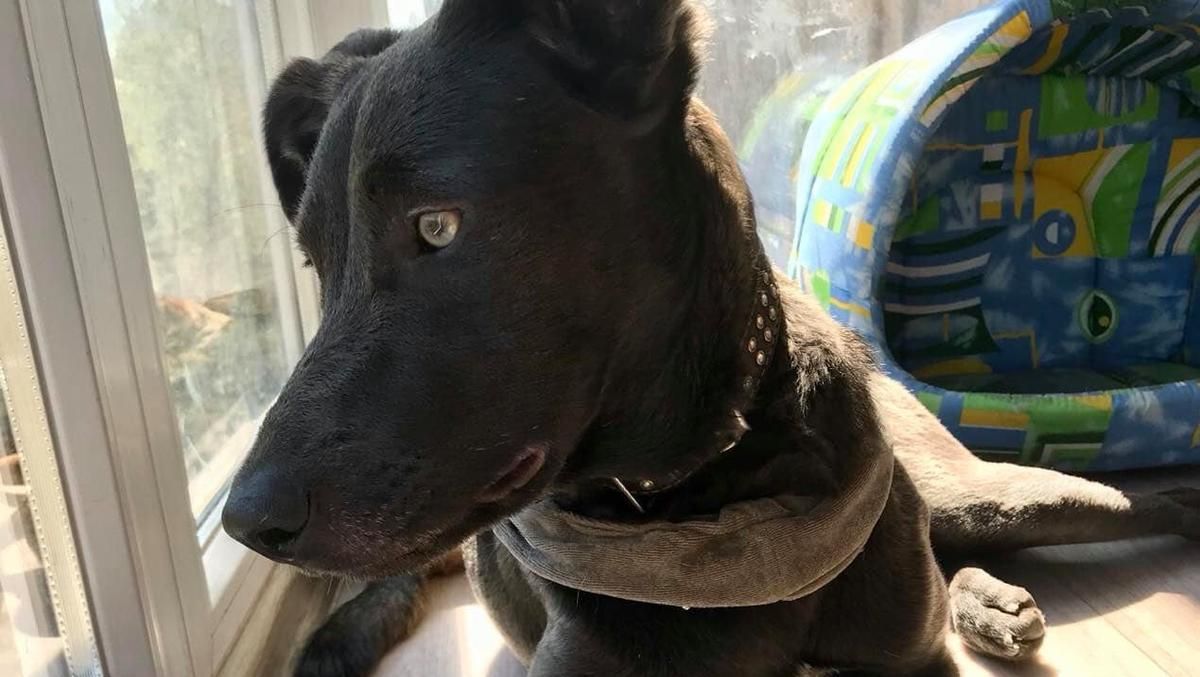 В Кривом Роге застрелили собаку местного зоозащитника В Кривом Роге застрелили собаку местного зоозащитника